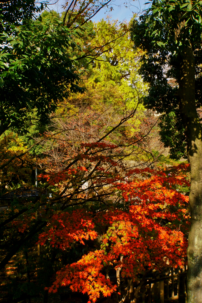 王子神社のイチョウ