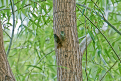 ちょっと違う君と