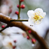 梅の花