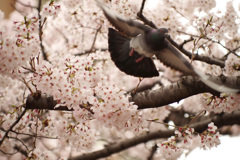 2016年4月の桜(1)