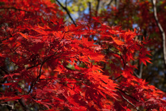 2006年12月、六義園で
