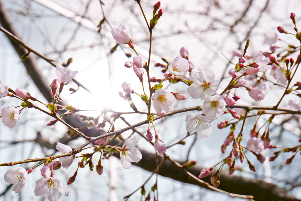 桜（2020年）