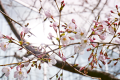 桜（2020年）