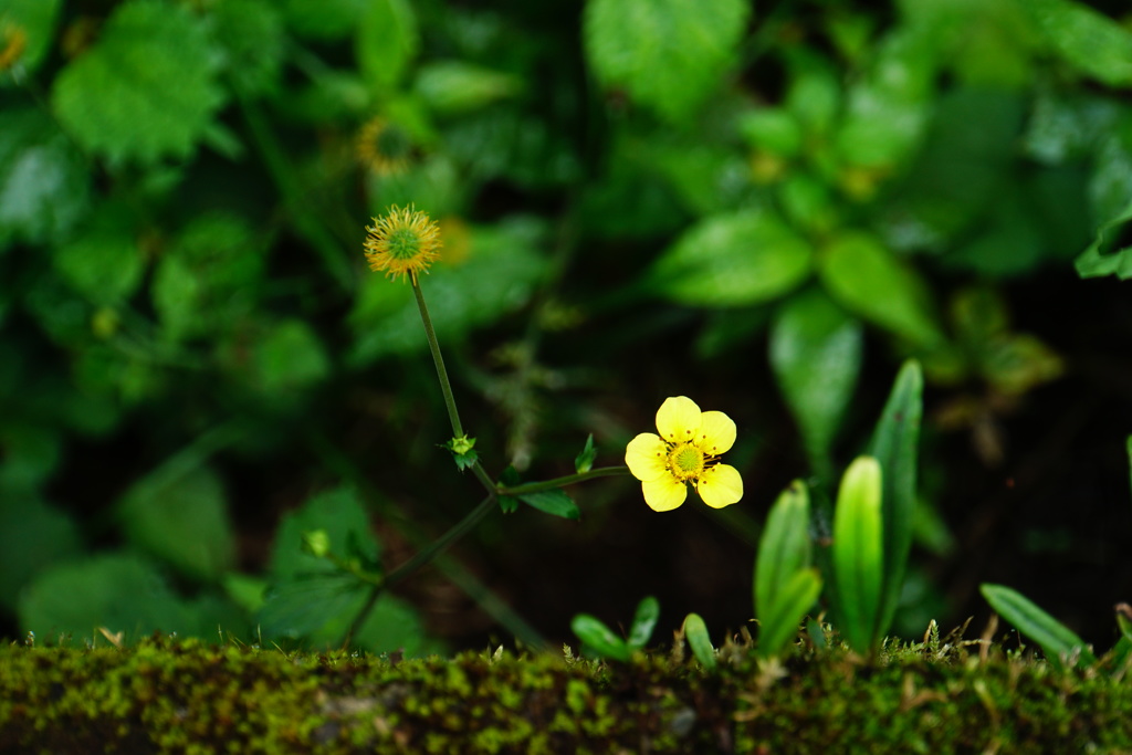 黄色い花