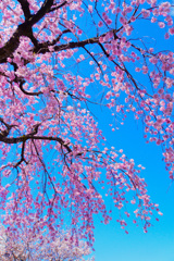 桜（2019年）