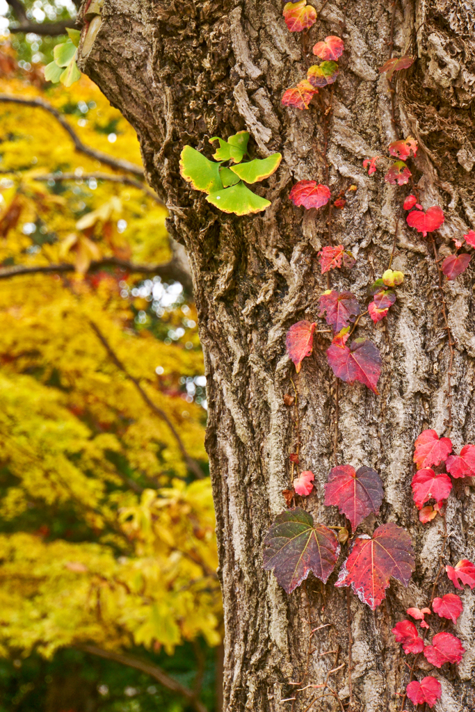 蔦紅葉