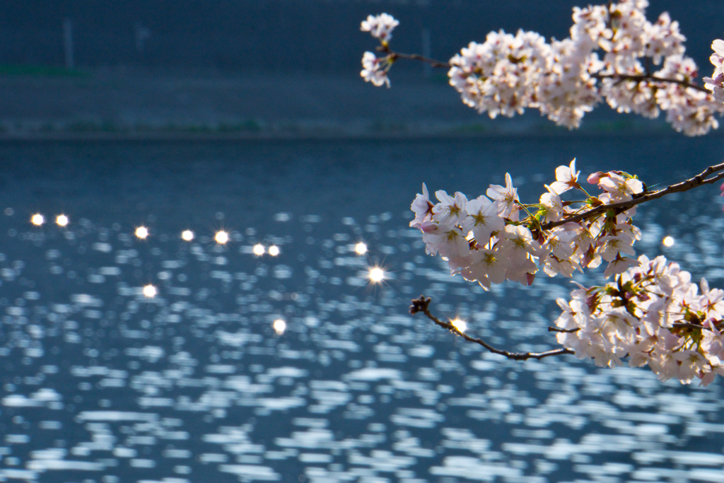 桜（2018年）