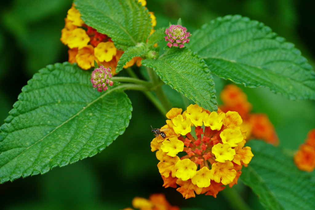 花火