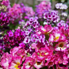 花壇の花