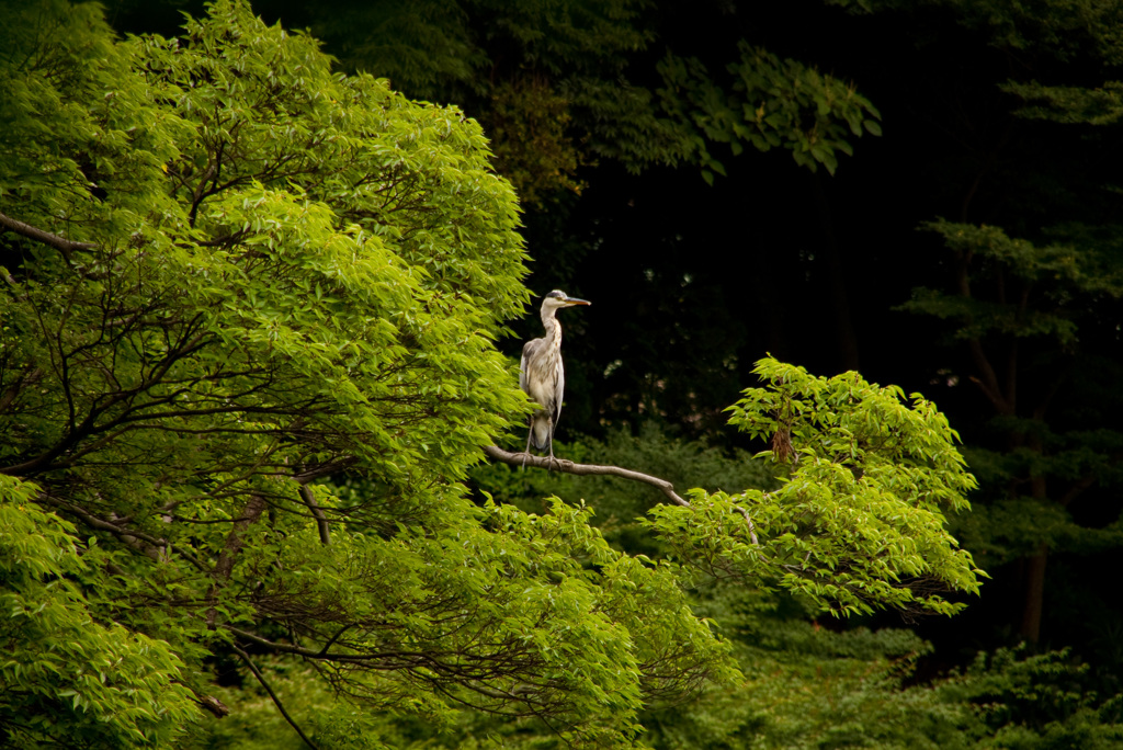 2007年7月、小石川後楽園にて