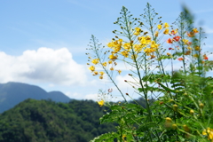 台湾・霧台の風景　その３