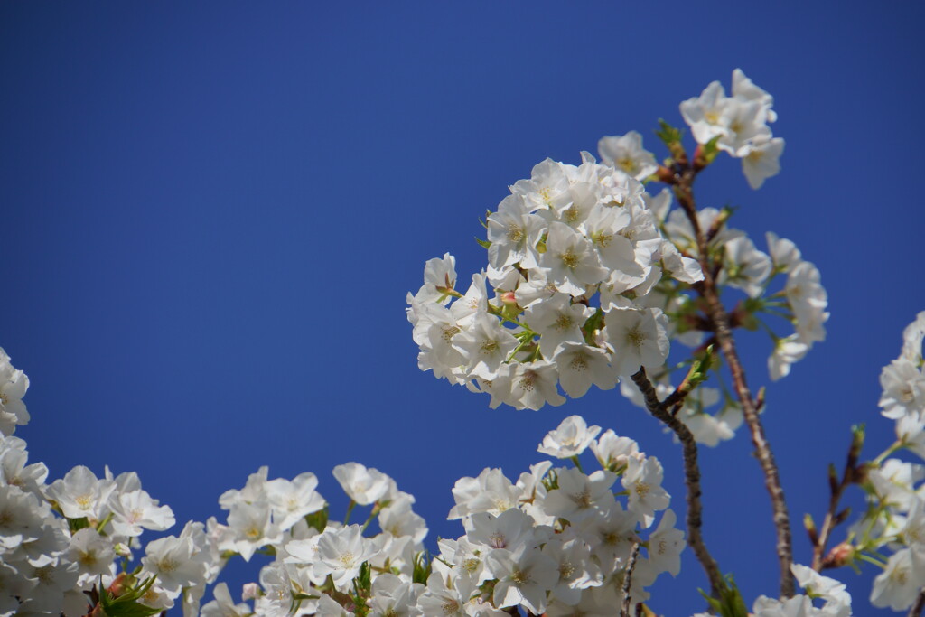 花の写真