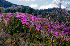 春の里山