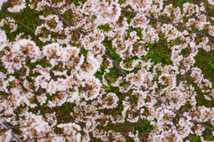 桜（2019年）