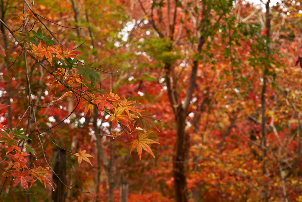 紅葉の写真