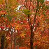 紅葉の写真