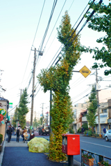 紅葉の写真