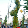 紅葉の写真
