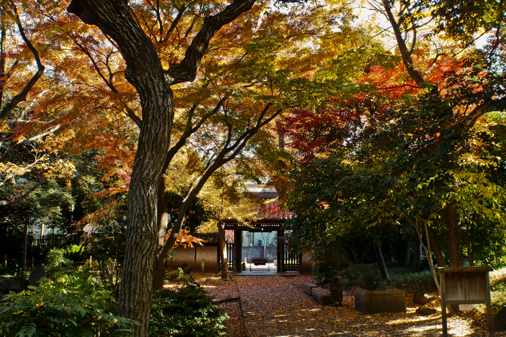 紅葉