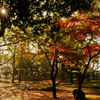 紅葉の写真