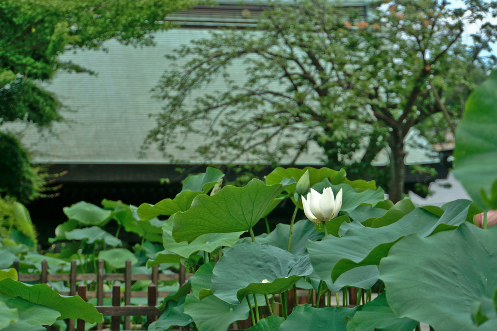 花の写真