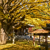 紅葉の写真