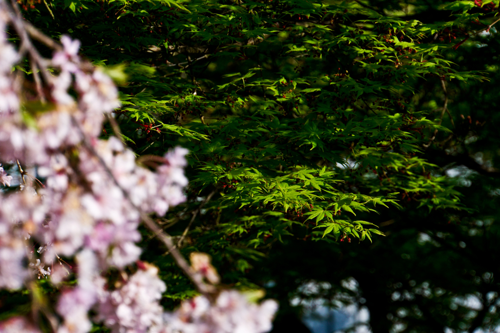 花の写真
