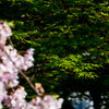 花の写真