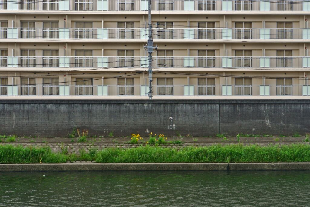 対岸の花