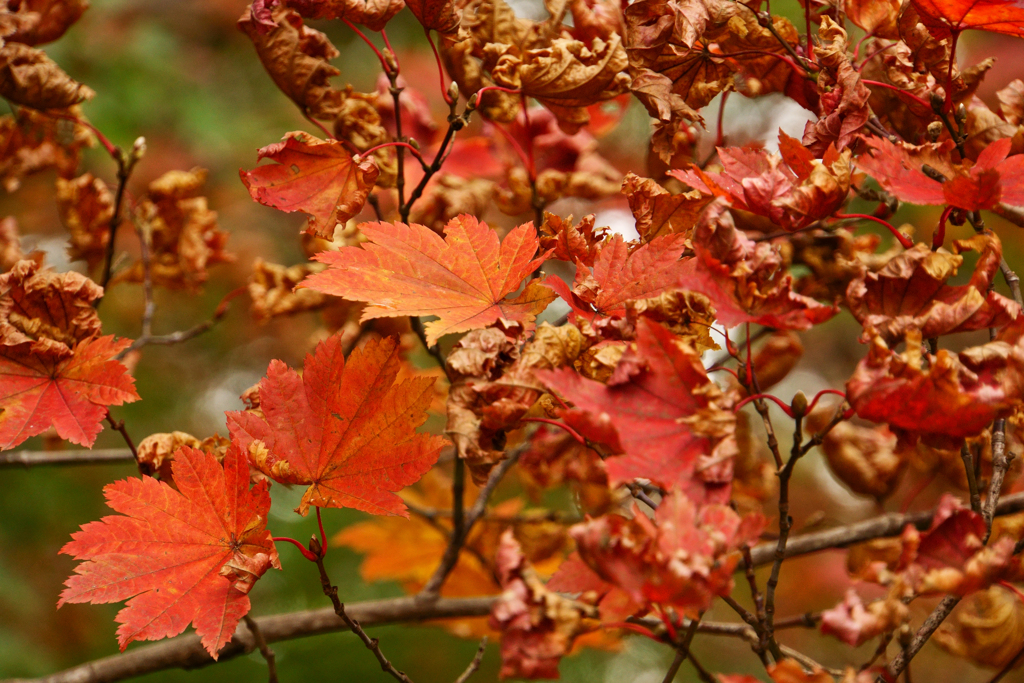 紅葉