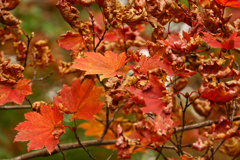 紅葉