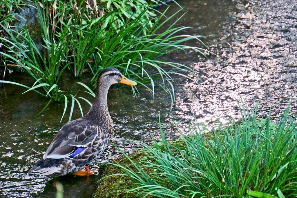 水辺の鳥