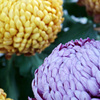 花の写真