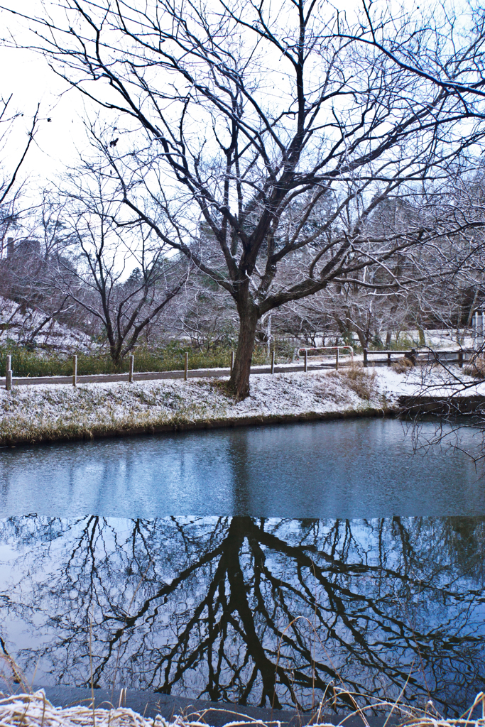 冬の写真