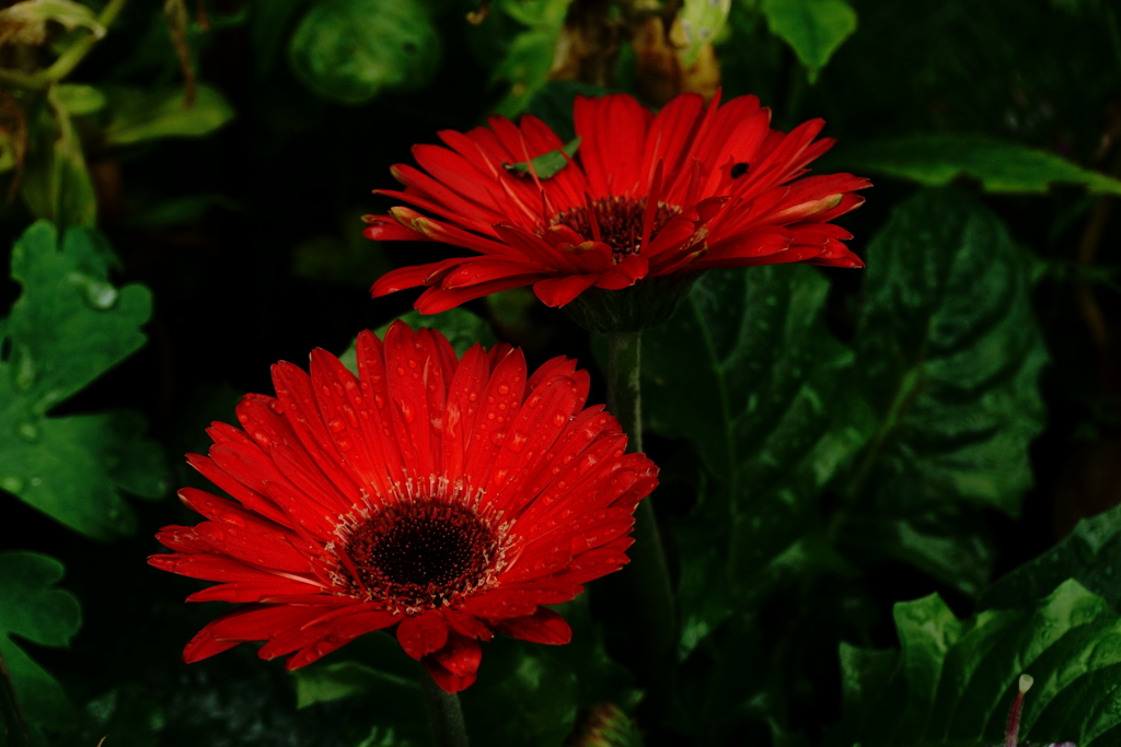 しっとりした赤い花