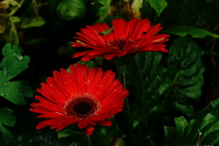 しっとりした赤い花