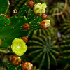 サボテンの花