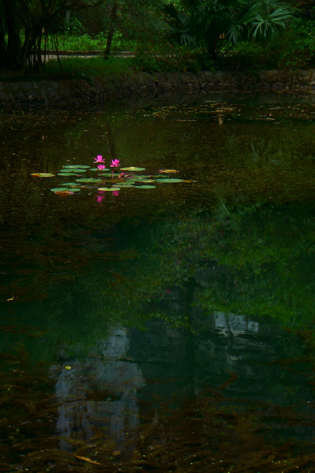 蓮の花