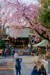 桜（2019年）