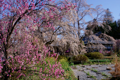 法善寺