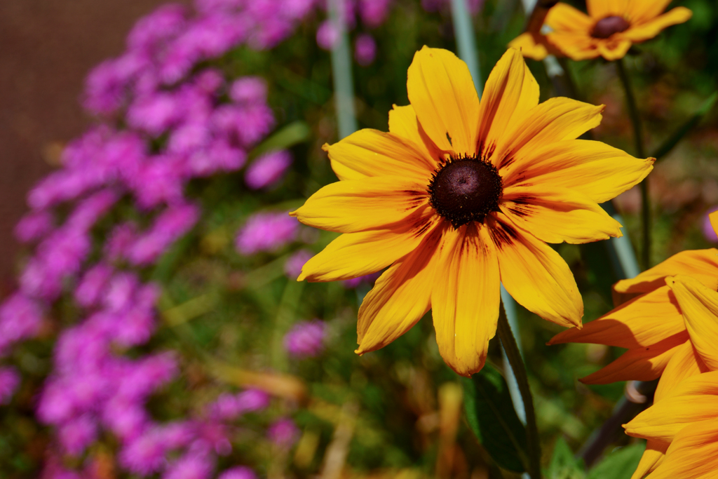 花（名前わからず(^^;)）