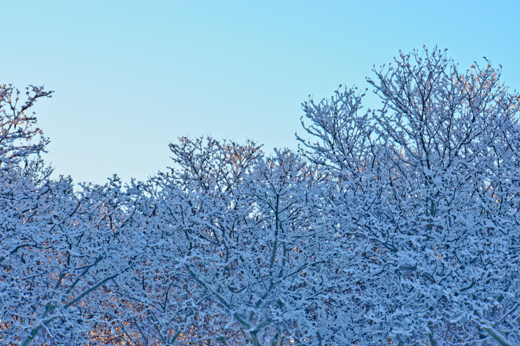 雪景色