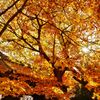 紅葉の写真