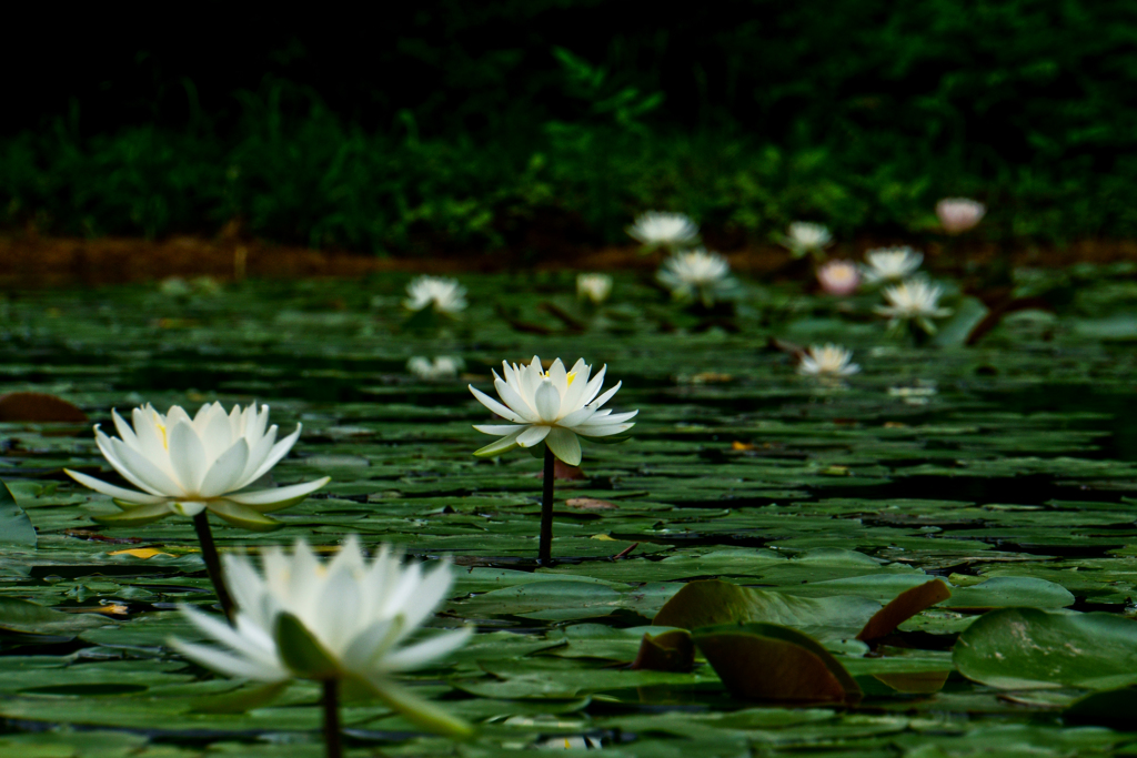 花の写真