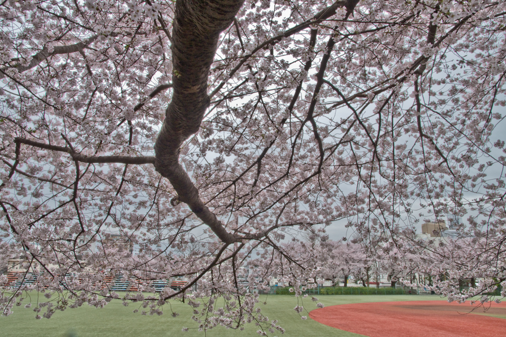 2016年の近所の桜