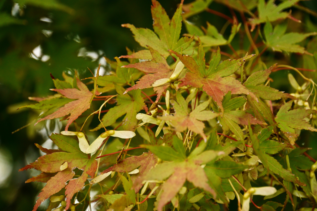 紅葉