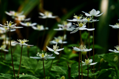 花の写真