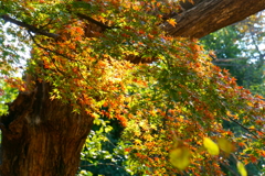 流れるような紅葉　2018年11月