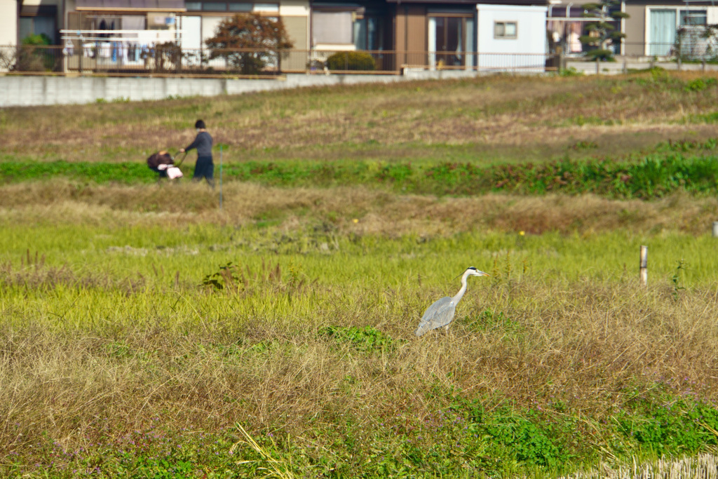 身近に居るサギ