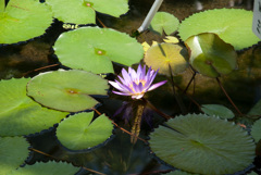 蓮の花